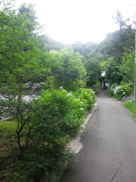 a03)   16.06.16　千三百年の貫禄！ 逗子「岩殿寺」  紫陽花の頃.JPG