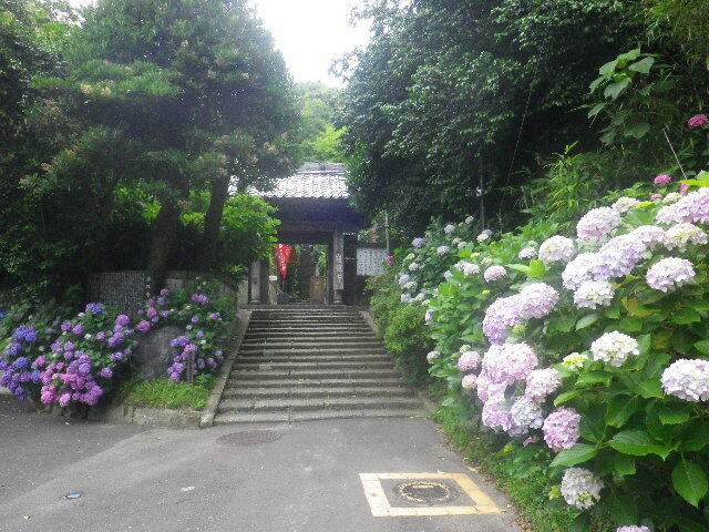 c01)   16.06.16　千三百年の貫禄！ 逗子「岩殿寺」  紫陽花の頃.JPG