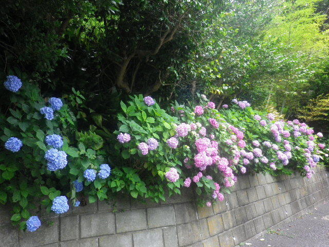 d01)   16.06.16　千三百年の貫禄！ 逗子「岩殿寺」  紫陽花の頃.JPG