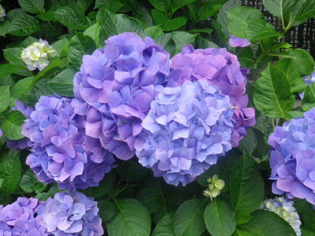 d03)   16.06.16　千三百年の貫禄！ 逗子「岩殿寺」  紫陽花の頃.JPG