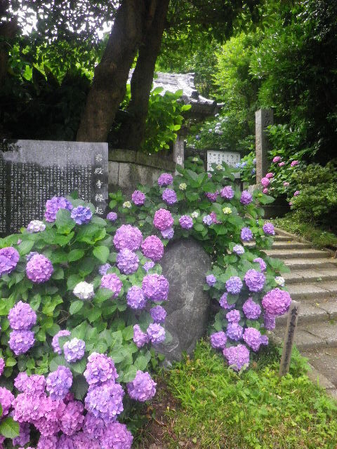 d05)   16.06.16　千三百年の貫禄！ 逗子「岩殿寺」  紫陽花の頃.JPG