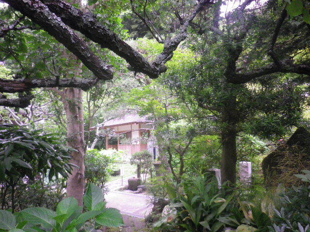f05)    16.06.16　千三百年の貫禄！ 逗子「岩殿寺」  紫陽花の頃.JPG