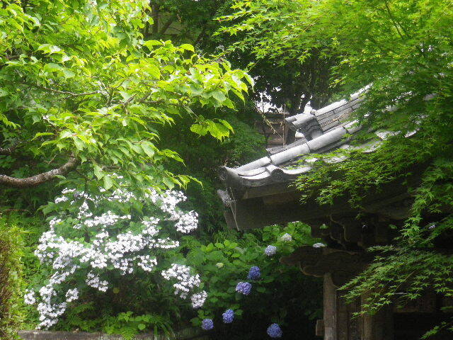 h03)   16.06.16　千三百年の貫禄！ 逗子「岩殿寺」  紫陽花の頃.JPG