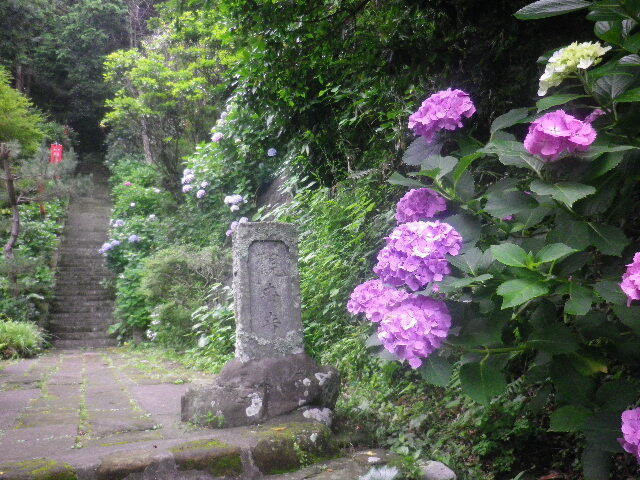 j03)   16.06.16　千三百年の貫禄！ 逗子「岩殿寺」  紫陽花の頃.JPG