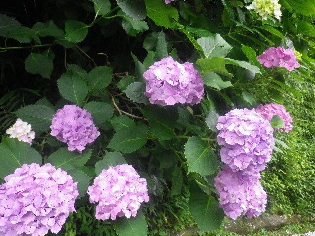 j06)   16.06.16　千三百年の貫禄！ 逗子「岩殿寺」  紫陽花の頃.JPG