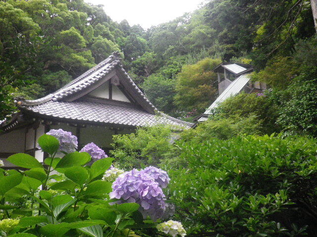 j08)   16.06.16　千三百年の貫禄！ 逗子「岩殿寺」  紫陽花の頃.JPG