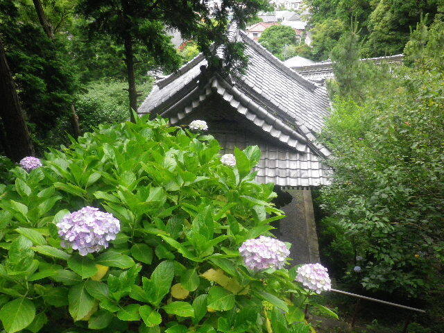 l04)   16.06.16　千三百年の貫禄！ 逗子「岩殿寺」  紫陽花の頃.JPG
