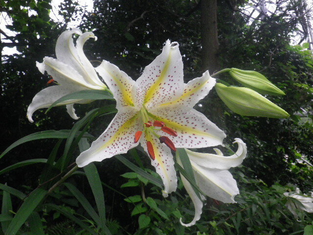 w04)   16.06.16　千三百年の貫禄！ 逗子「岩殿寺」  紫陽花の頃.JPG