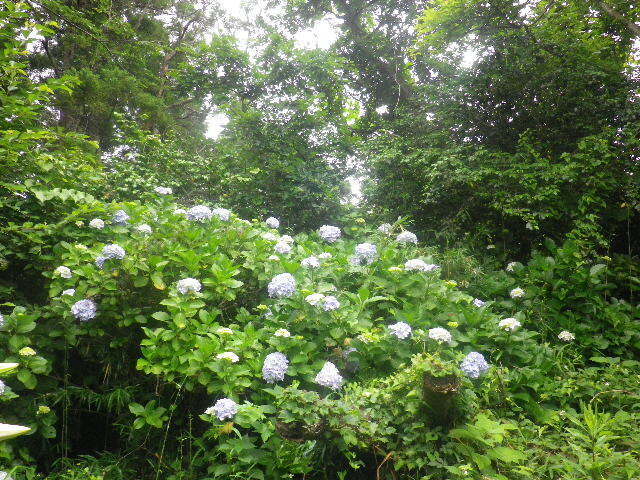 x03)   16.06.16　千三百年の貫禄！ 逗子「岩殿寺」  紫陽花の頃.JPG