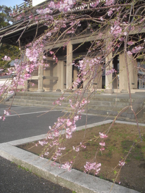 01) 山門周辺の桜、鎌倉「光明寺」.JPG