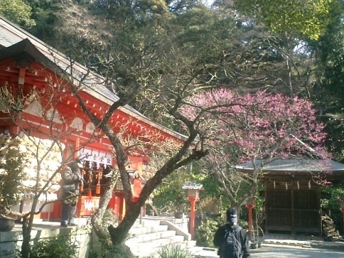 04）鎌倉市二階堂「荏柄天神社」１１：３０ａｍ頃。鎌倉で最初に咲くと言われる梅。
