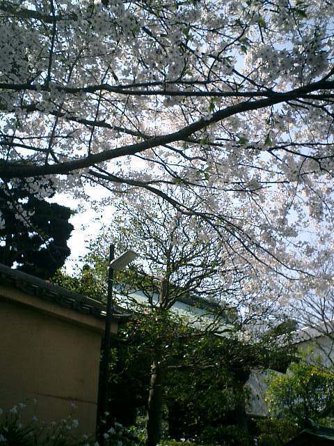 05)鎌倉市極楽寺「成就院」.JPG