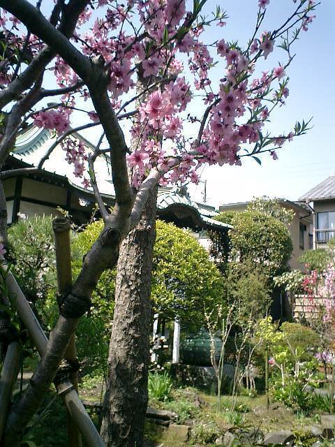 06)鎌倉市長谷「収玄寺」.JPG