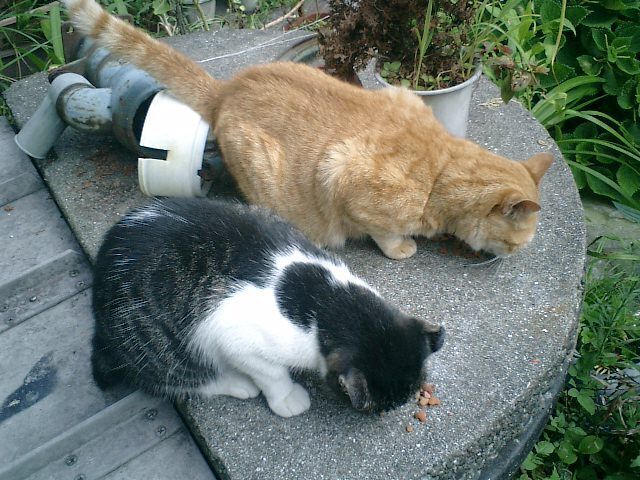 08.08.20朝の ’ステッペンウルフ’.JPG