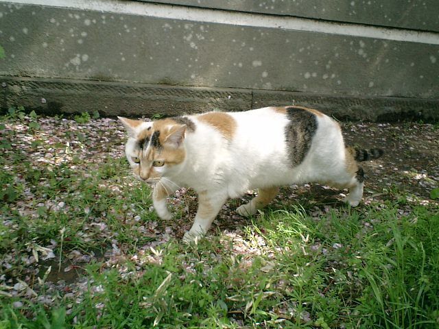11).JPG